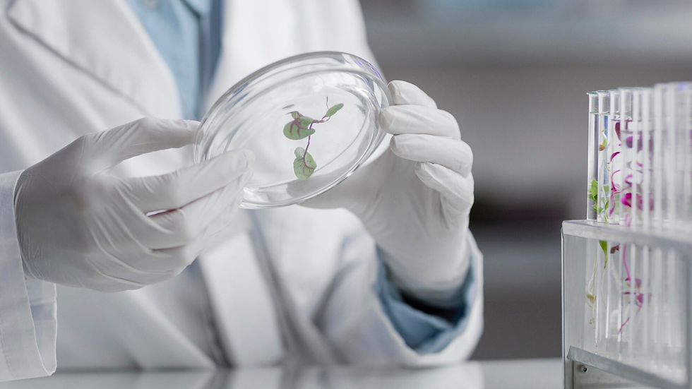 Laboratorio de plantas