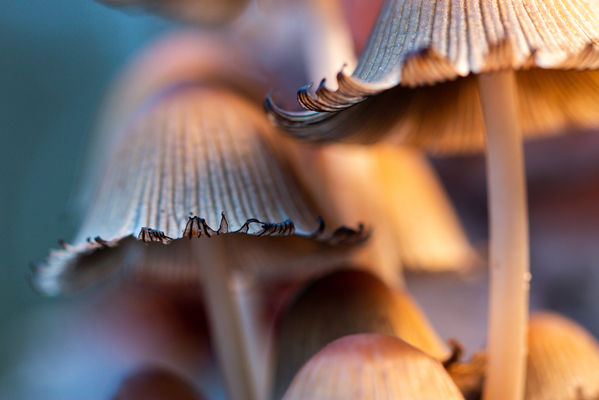 Macro Mushrooms