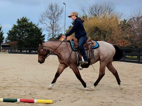 Why I Start Training Horses at young age  – The Deeper Picture of Posture, Tension, and  Development