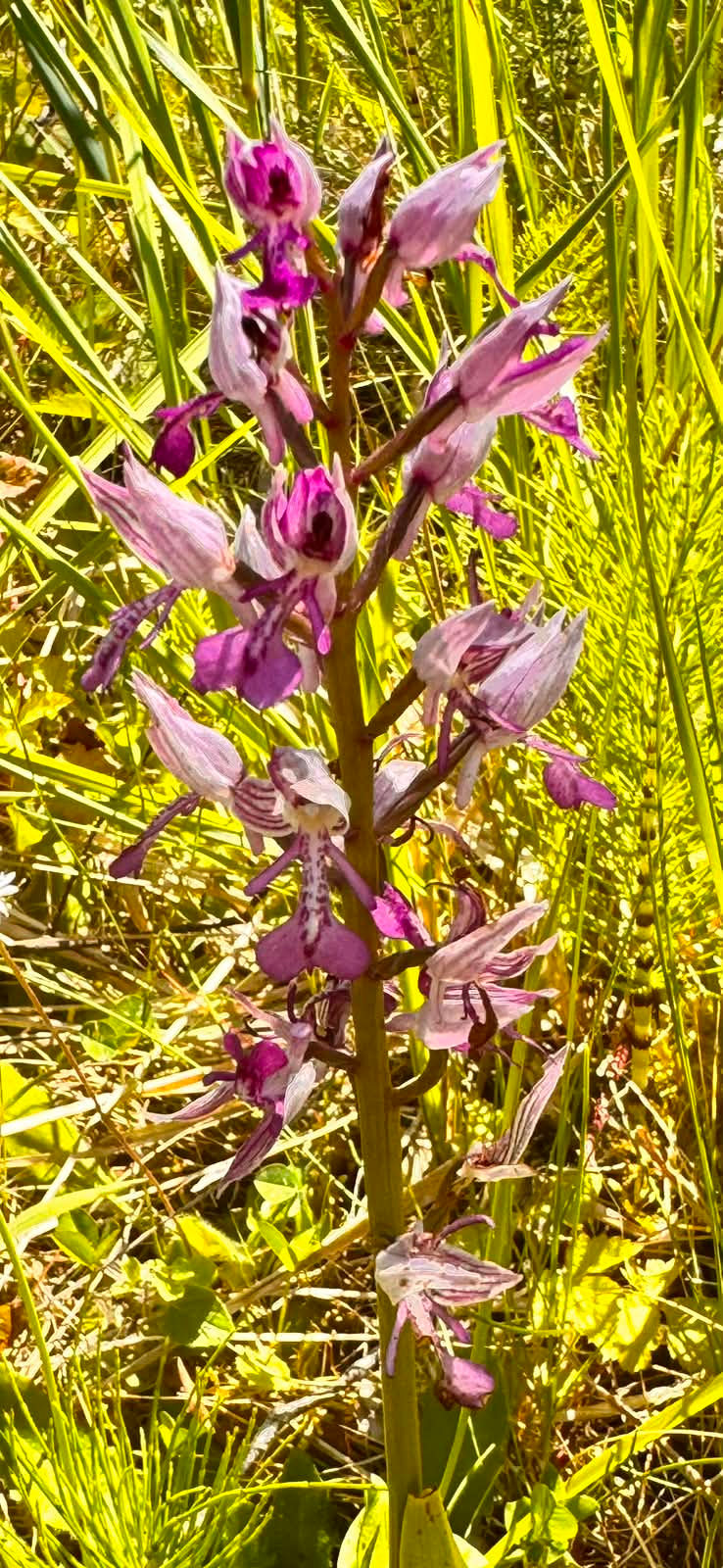 Military Orchid
