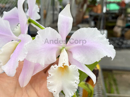 C. warneri albescens 'Santa Tereza' (MC)
