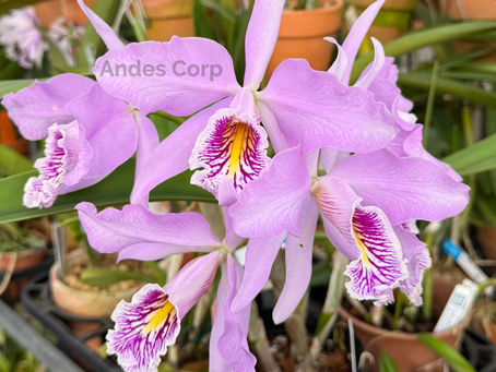 C. maxima 'Imperial Palace'