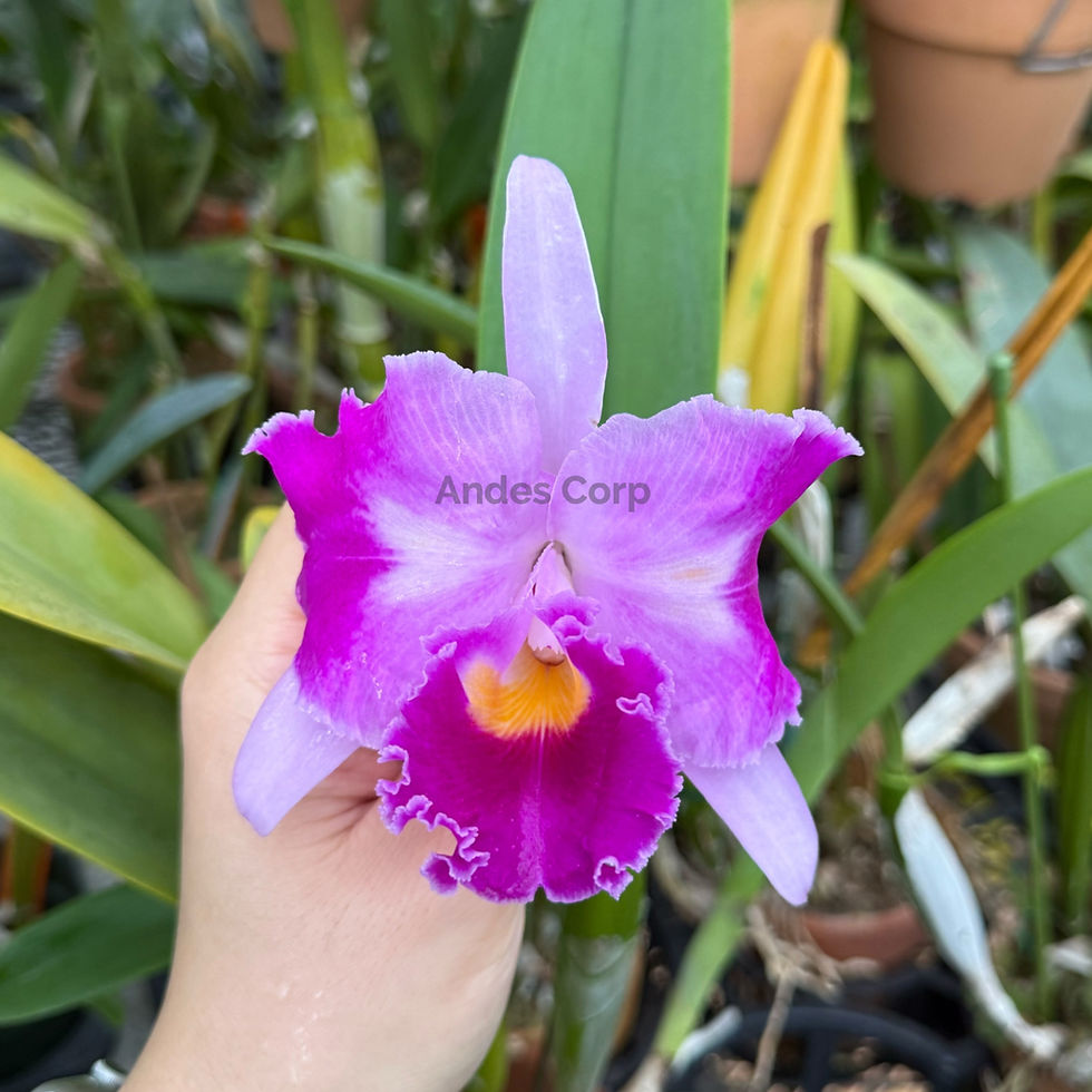 C. trianae trilabelo 'Sexy Shot'