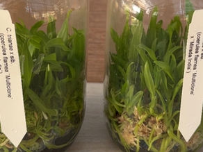 【蘭にまつわる用語集】栽培に関する用語