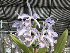 【初受賞!】C. maxima coerulea 'Dulce Azul' BM/JOGA (Div.)