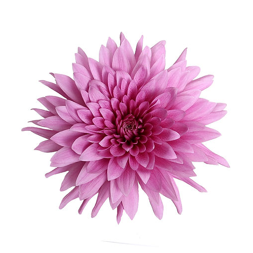 mum-disbud-super-whoopi-purple.