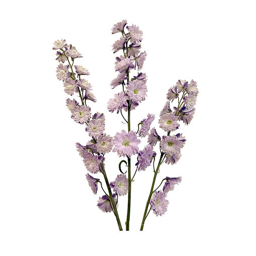 delphinium-flamenco