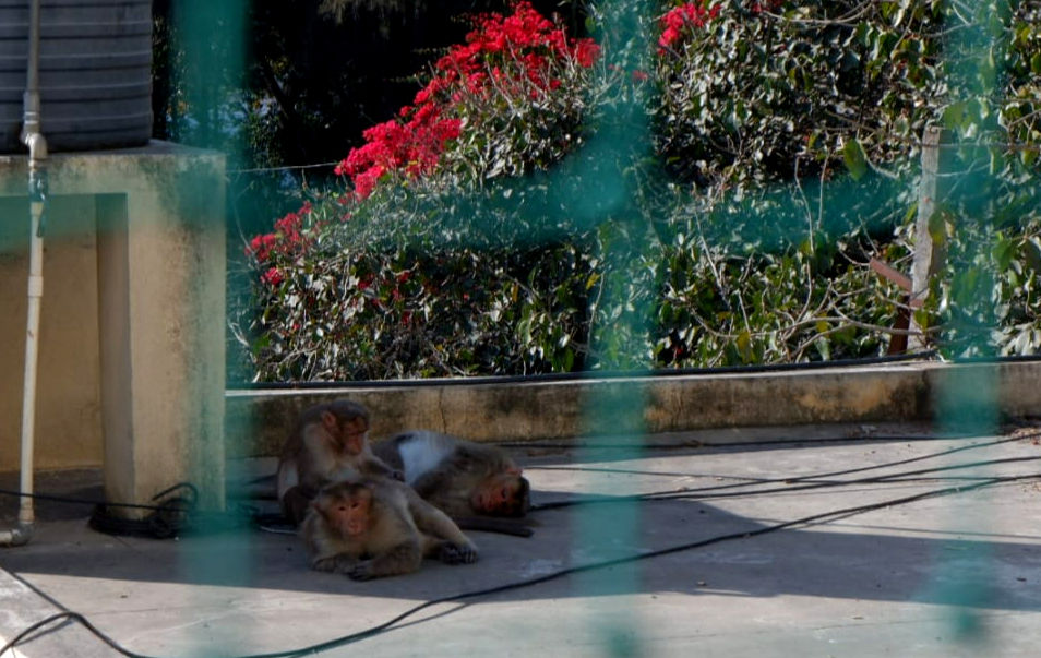 Monkeys Outside My Window 