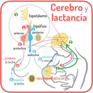 ¿Cómo se produce la LECHE MATERNA?