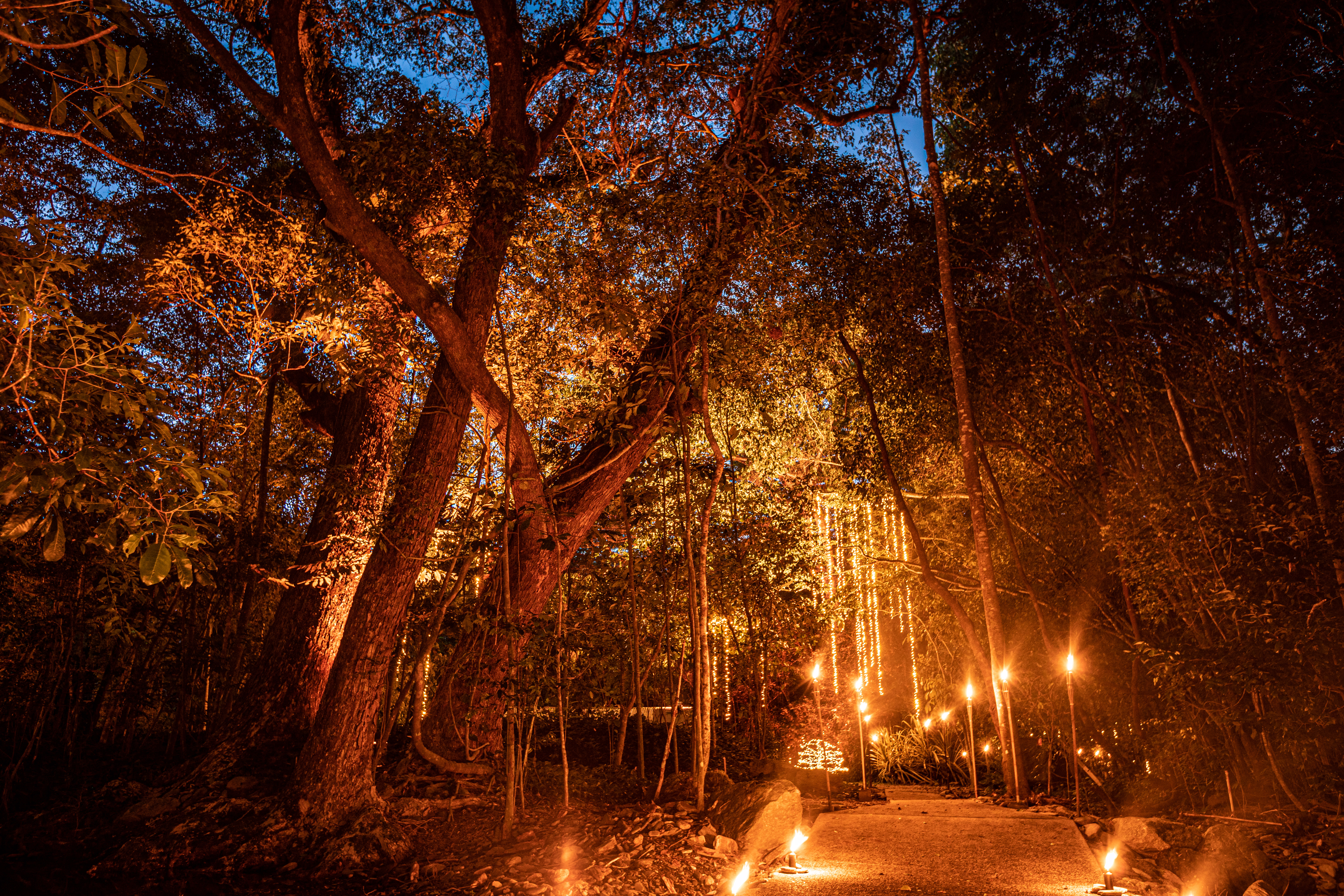 Flames of the Forest