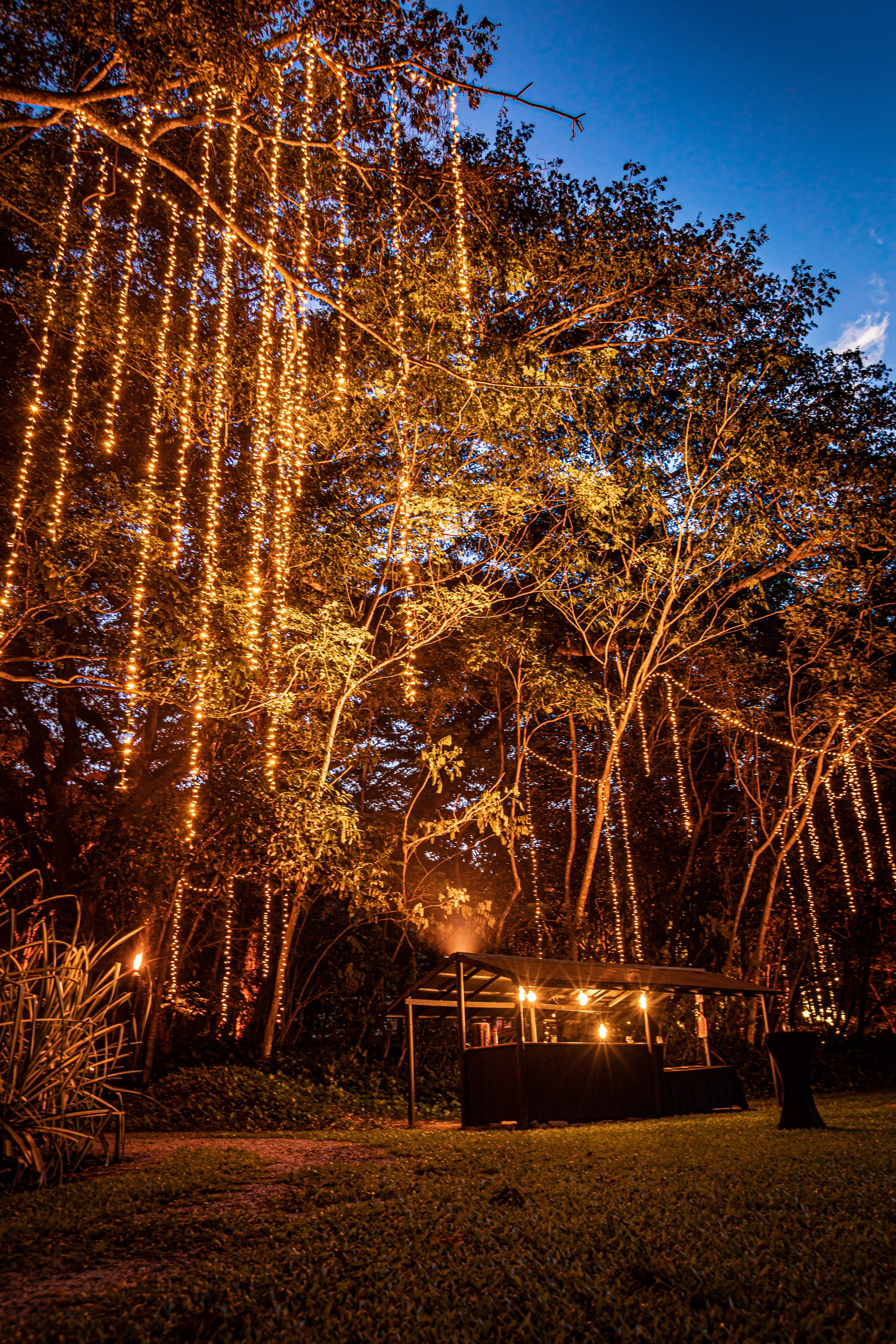 Flames of the Forest