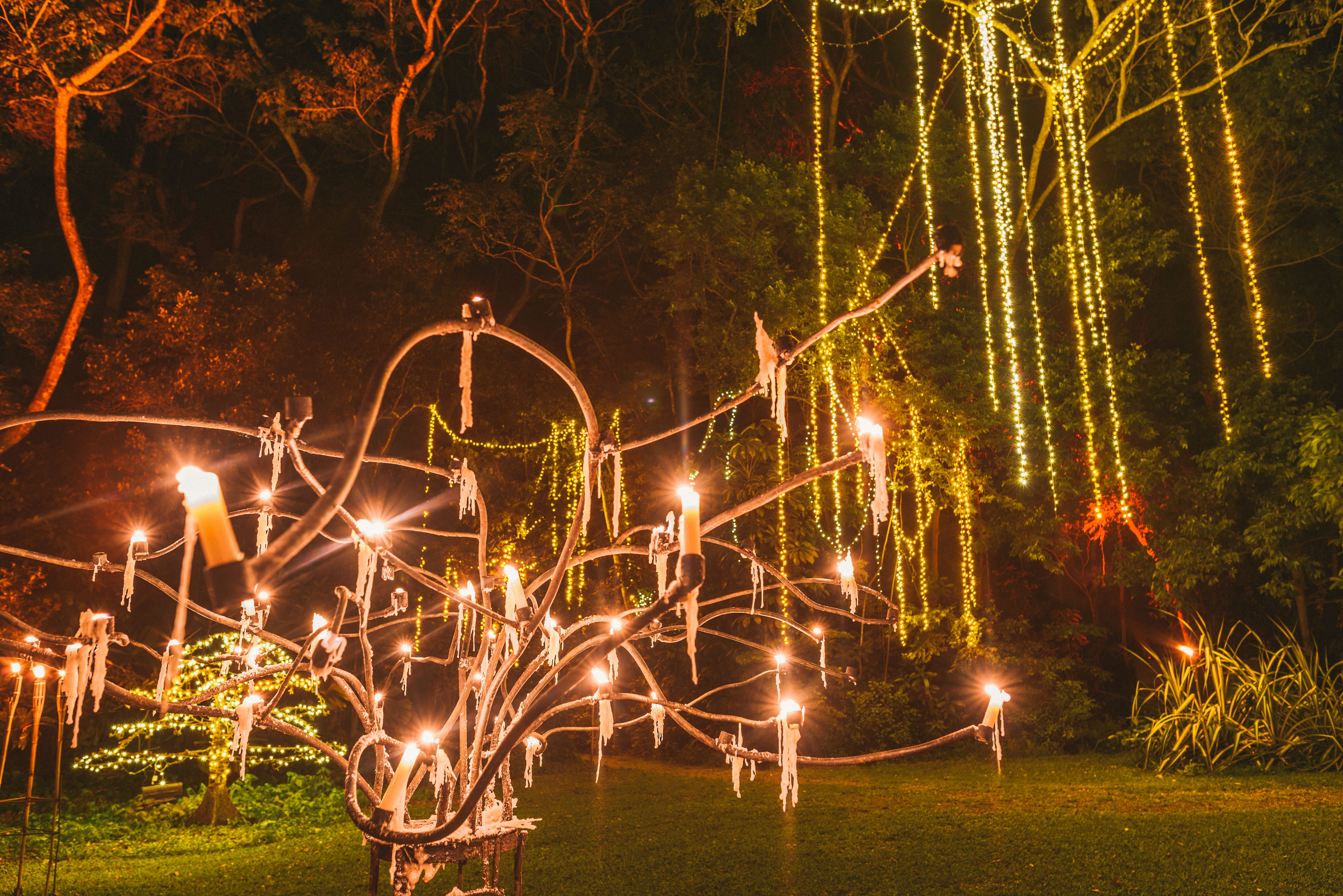 Flames of the Forest