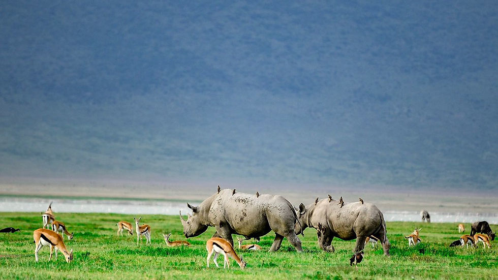 NGORONGORO WILDLIFE STORYTELLER BOOTCAMP