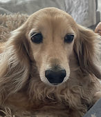Enrique