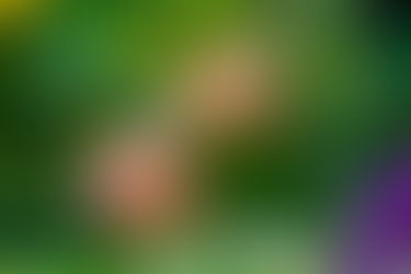 Apfel-Zeit. Studien: Quercetin wirkt auch bei Krebs enzündungshemmend.