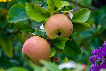 Apfel-Zeit. Studien: Quercetin wirkt auch bei Krebs enzündungshemmend.