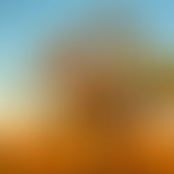 Large boab tree in golden light