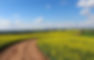 Countryside Road_edited.jpg