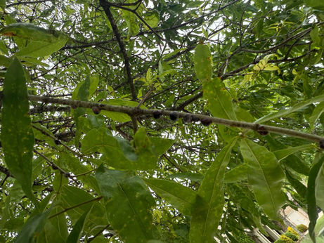 Oak Tree Infestation