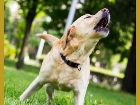 Pets Corner: Dear Human: I’m Barking for a Reason. Love, Your Dog