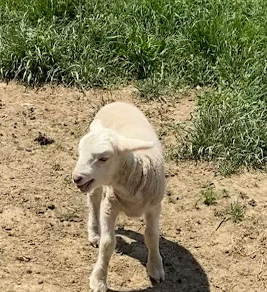 Lost Sheep Need a Loving Shepherd