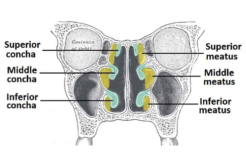 sinus congestion