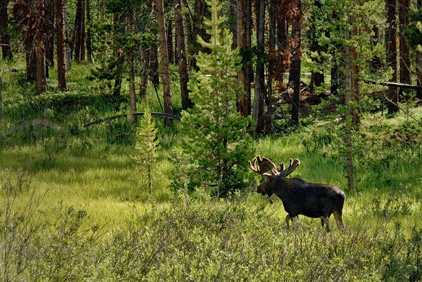 Image by Steve Kozak