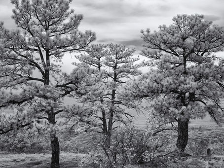 PPC Presentation on Infrared Photography 9/8/22