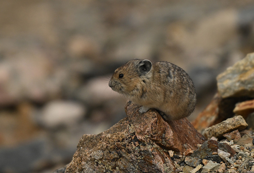 Image by Kory Bumgardner