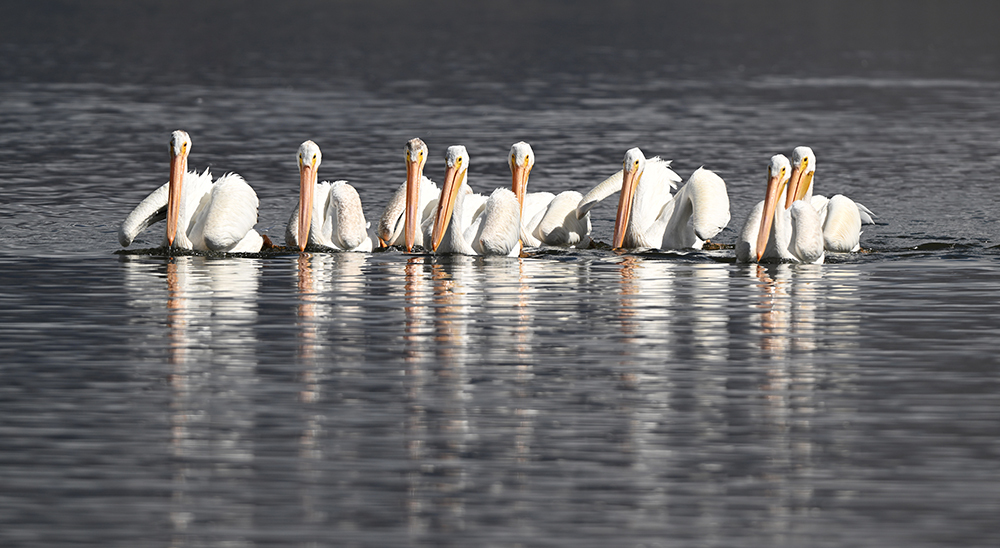 Image by Kory Bumgardner