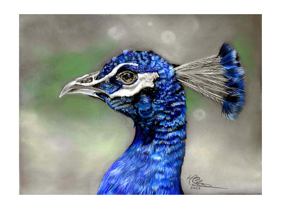 Peacock in pastel drawing, created by Holly McNamara