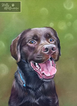 Dog, Chocolate, Labrador, Drawing, Art, Custom, Pet, Animal, Portraits, Drawing, Artists, Commission, Unique, Bespoke, Gifts