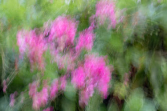 Soft pink Coral Vine flowers stretched into fluid shapes through ICM motion, forming a wide, graceful sweep of color and nature. by Shavit Vos
צילום אמנותי מופשט של פרחי קורל ויין — תנועת ורוד-ירקרק מעודנת על פני התמונה. צילום שביט פוס.