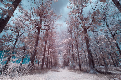 Shavit Vos, Shavit Vos photographer, photographer in Israel, infrared photography, art for sale, שביט פוס