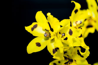 Shavit Vos, Shavit Vos photographer, photographer in Israel, still life photography, art for sale, שביט פוס