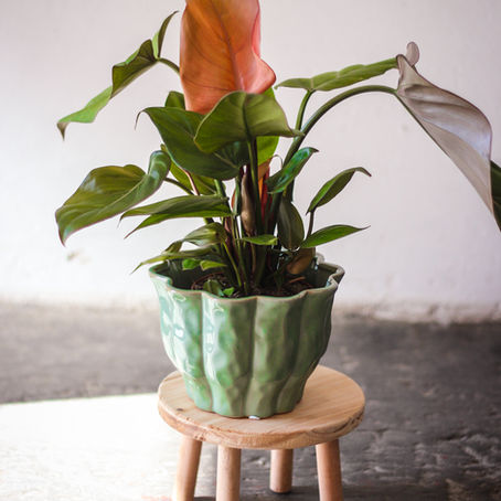 Philodendron Summer Glory s velkými srdčitými listy v popředí s detailem na nově rašící list s kovově měděným a růžovým odleskem.