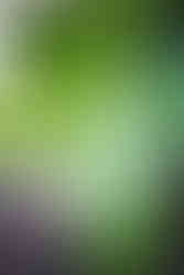 Detail listu diffenbachie