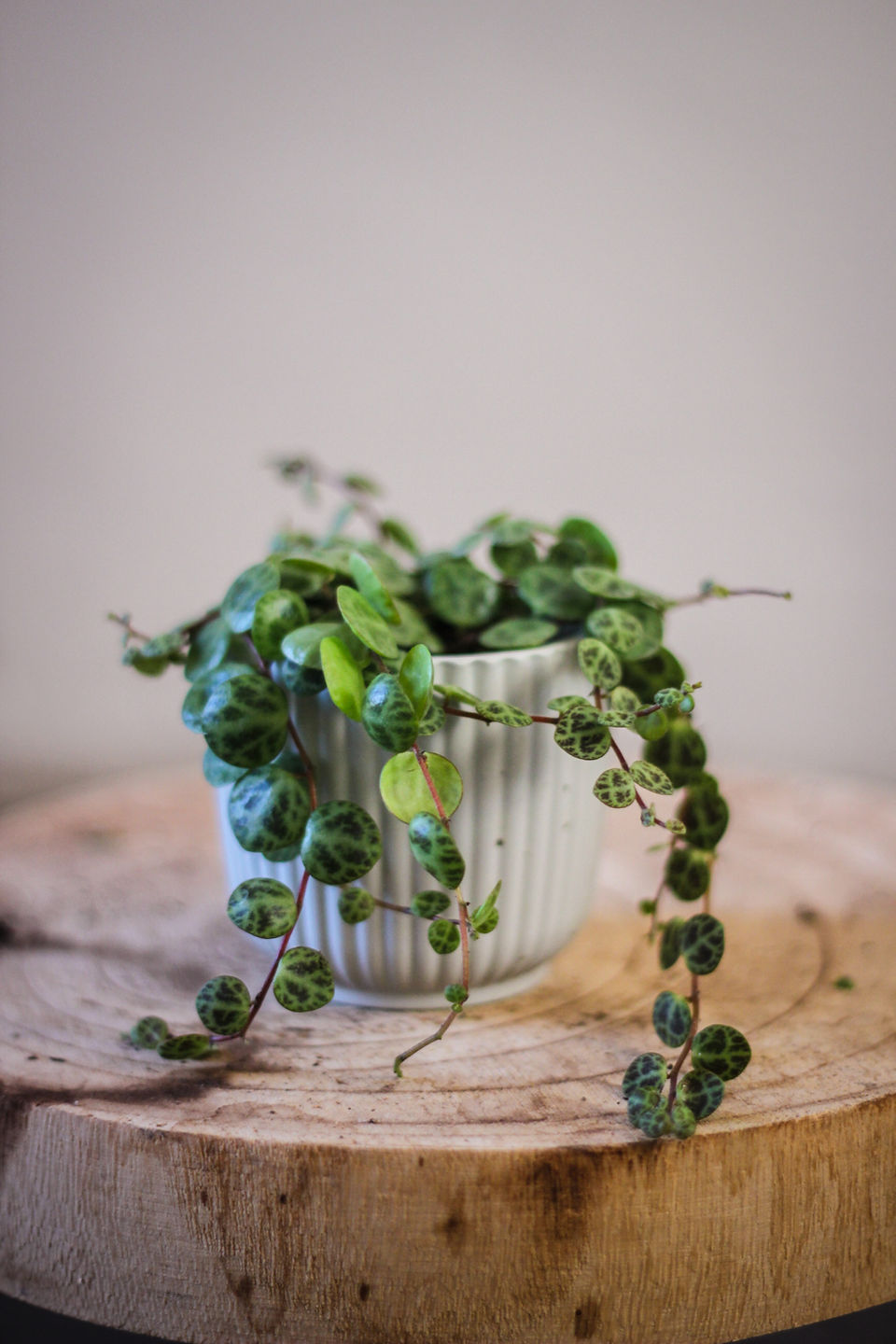 Peperomia v květináči
