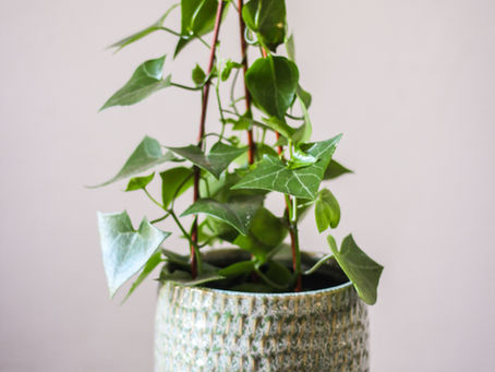 Senecio macroglossus