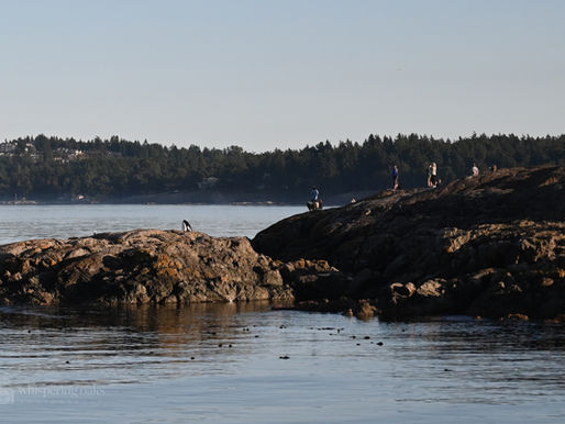 Protecting Coastal Ecosystems: Best Practices for Land-Based Whale Watching in Victoria, BC