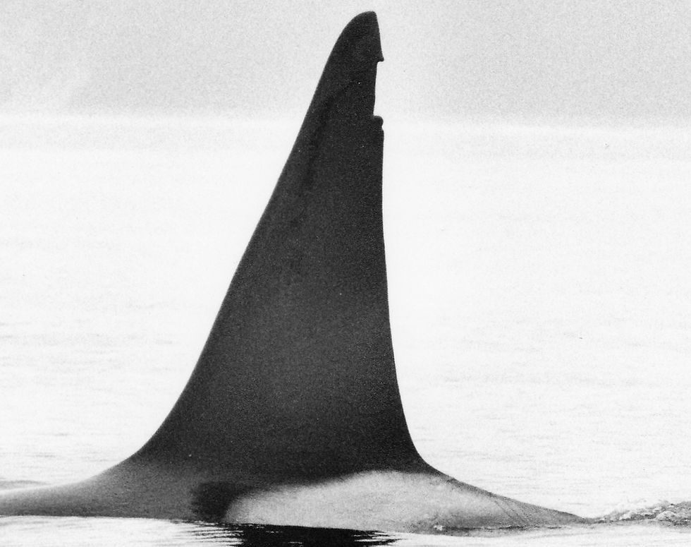 T087 L 05_27_1991 M_Dahlheim NMML.jpg