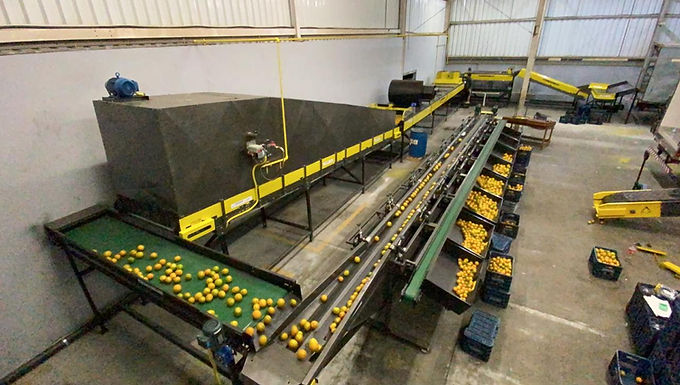 Máquina para Beneficiamento de Frutas
