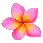 frangipani.png
