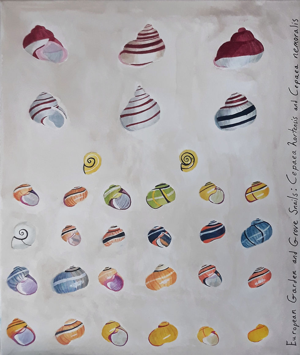 snail shells