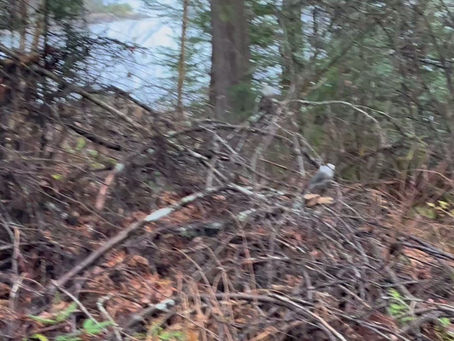 HUNTING Upta Moosehead Lake