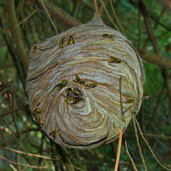 This is not a pinata.