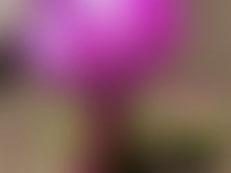 Second Genre Blog Post