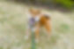 散歩する柴犬