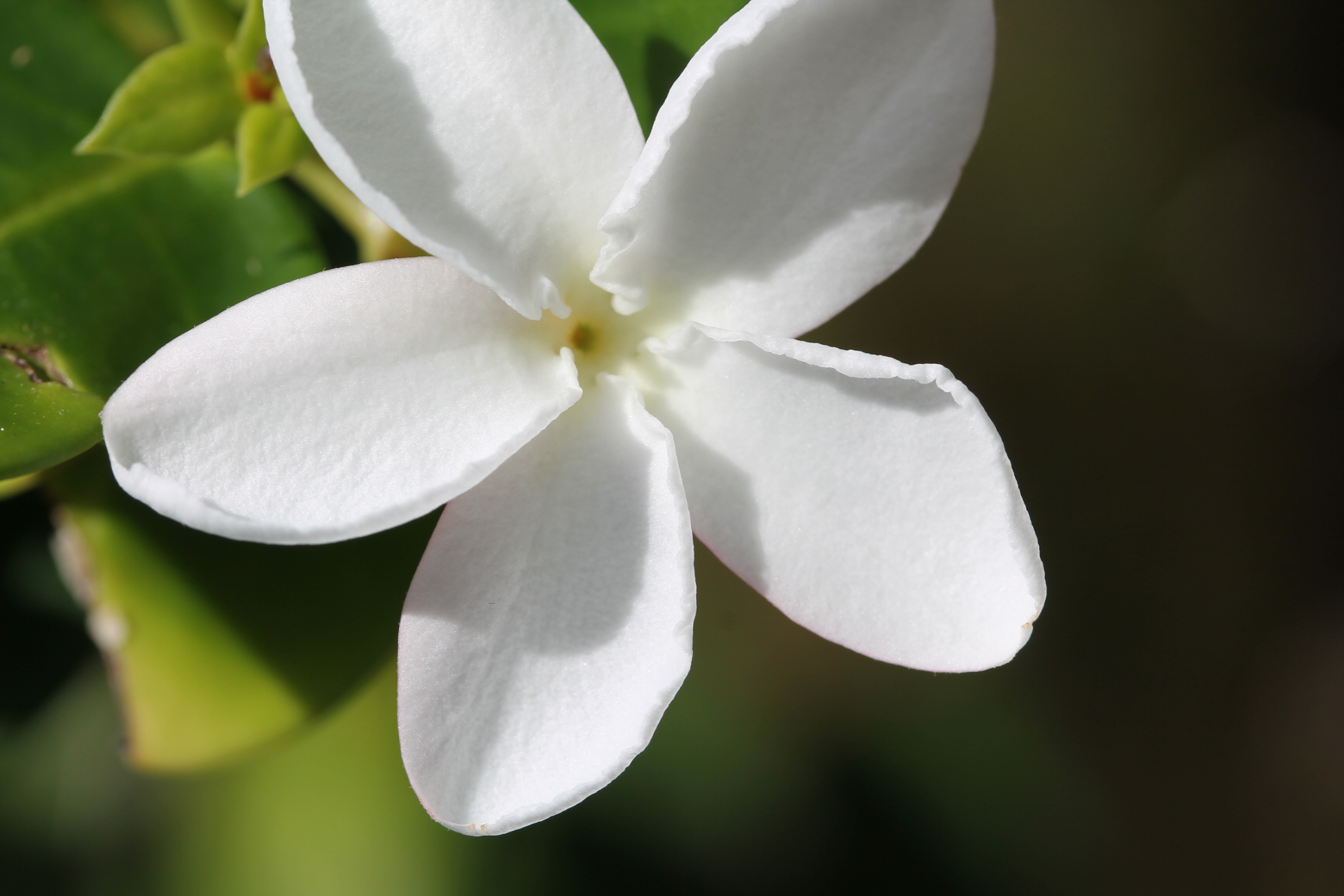 Plumeria