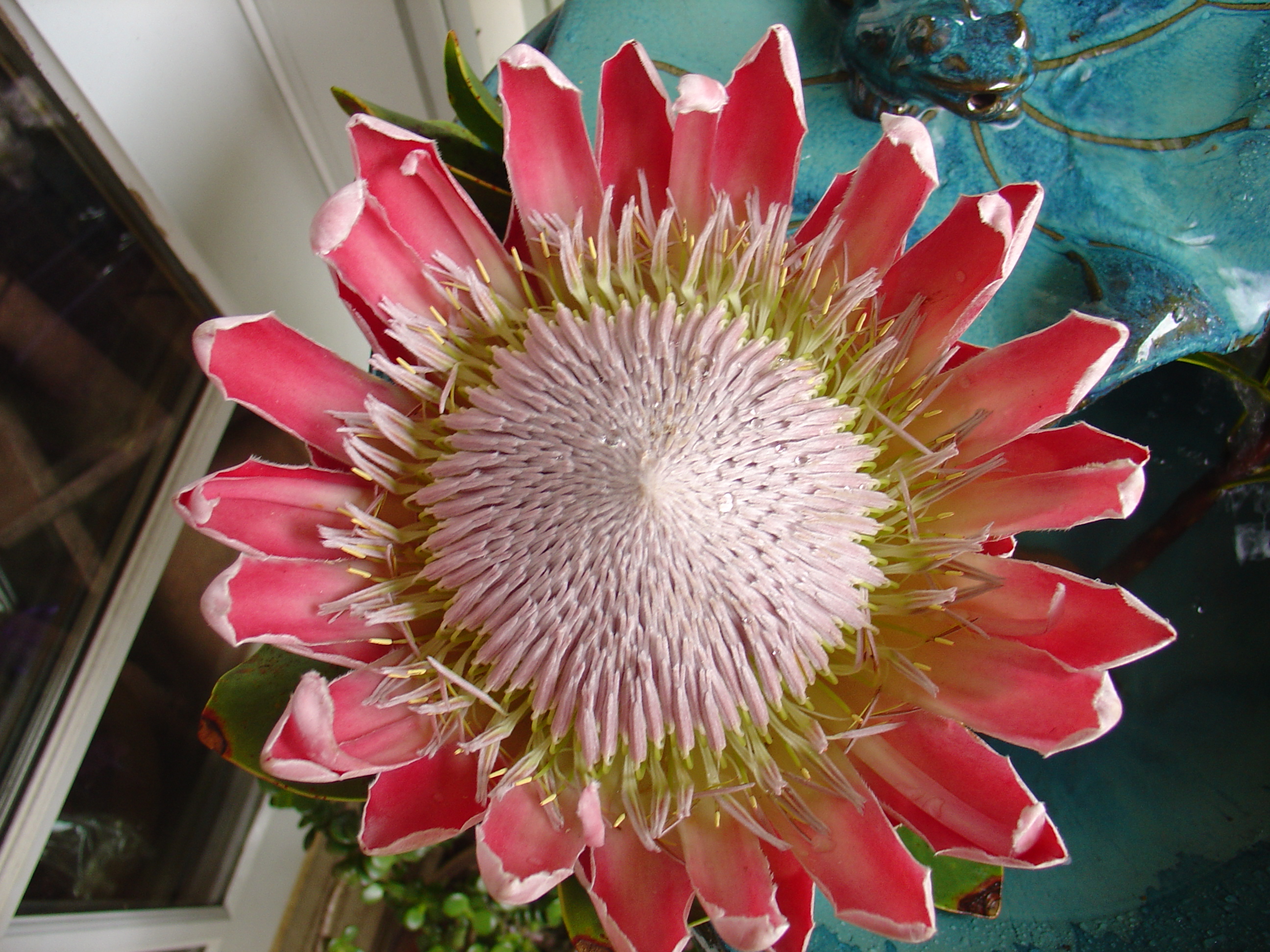 Emperor Protea